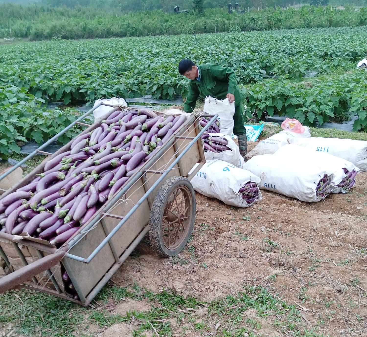 Nông dân thu hoạch cà tím