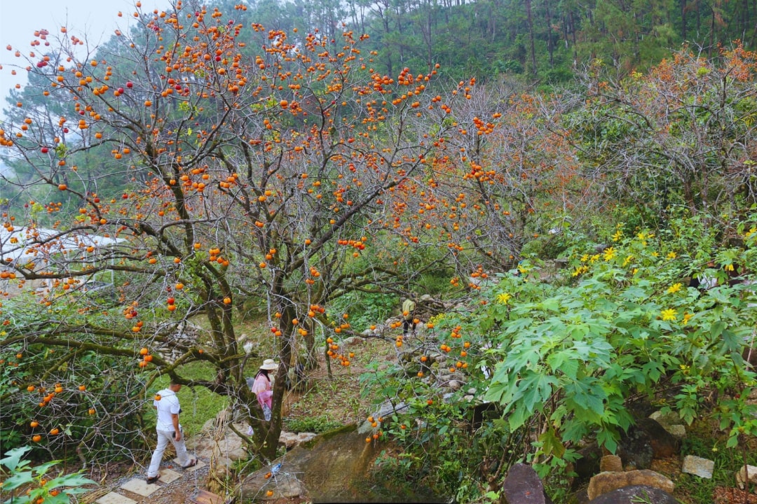 Vườn hồng cổ thụ (1)