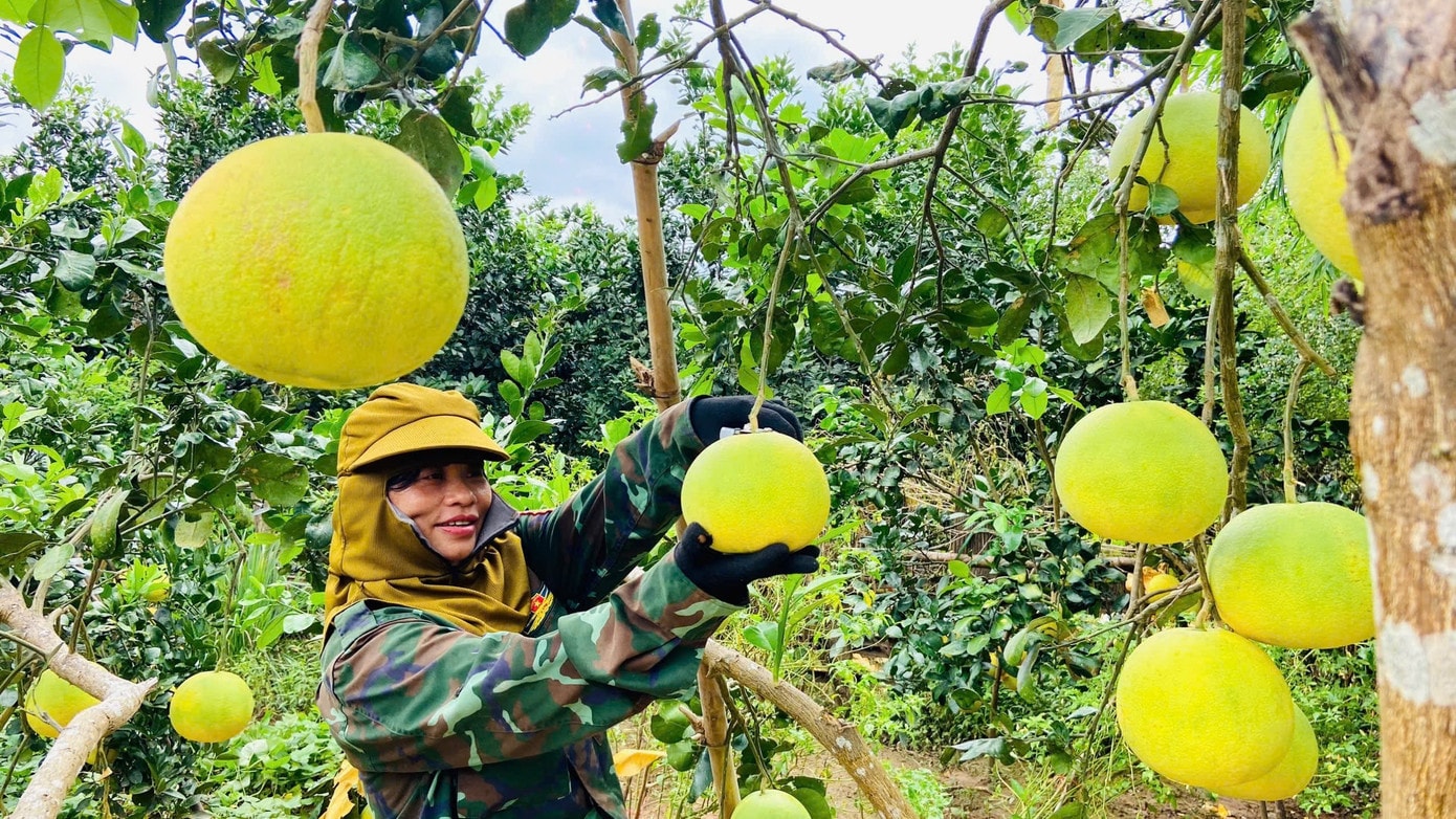 Vườn bưởi Phúc Trạch ở Tuyên Sơn