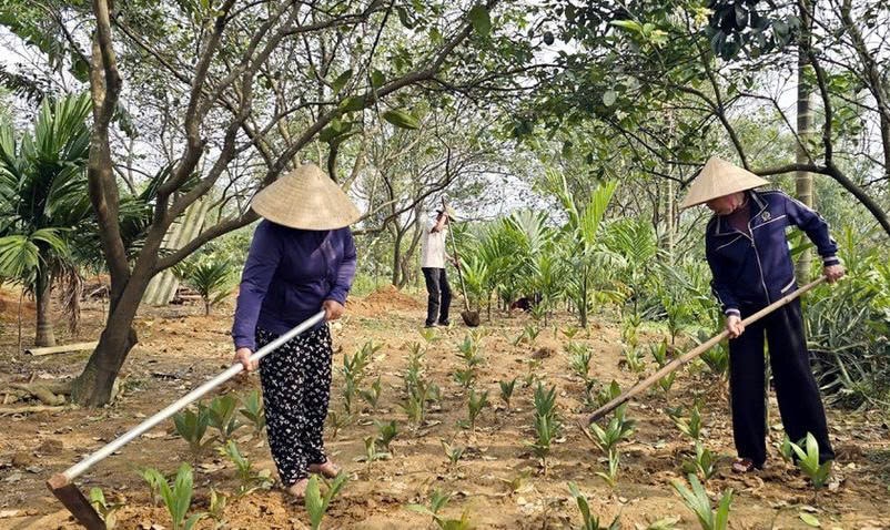 Trồng cau giống