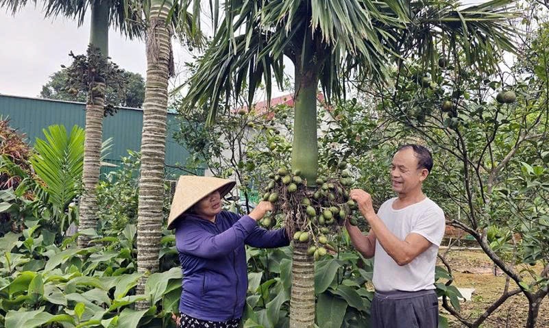 Việc chọn cây cau để làm giàu là quyết định không ngờ tới đối với nhiều người