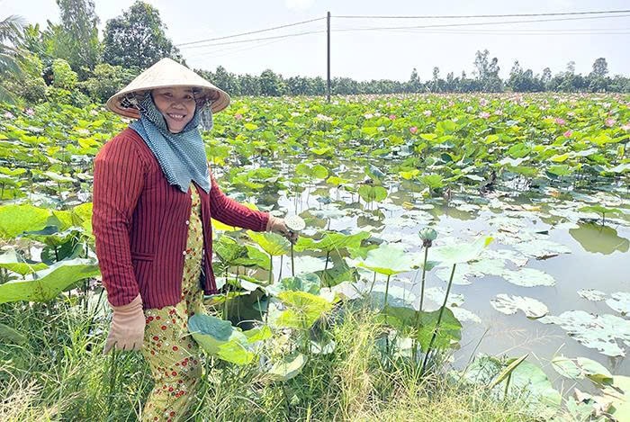 Nơi chị Linh đang áp dụng mô hình luân canh