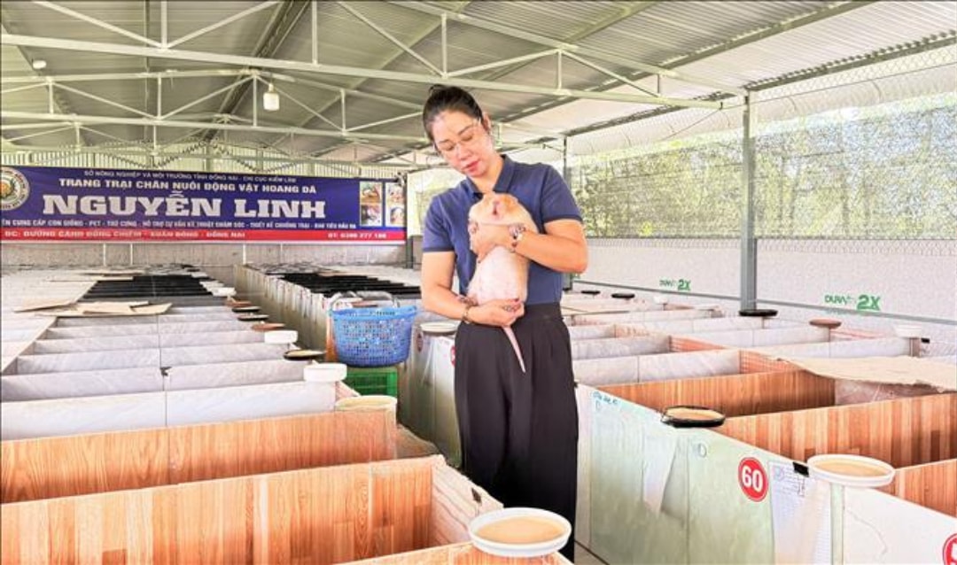Dúi có trọng lượng lớn, sức khoẻ tốt (1)