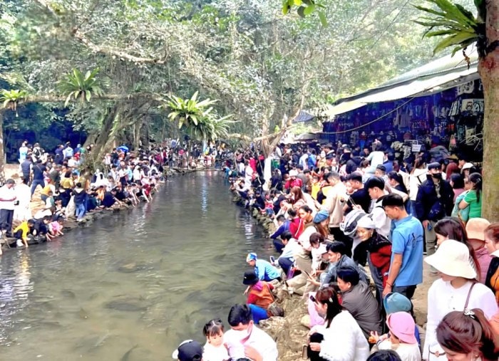 Suối cá thần Cẩm Lương