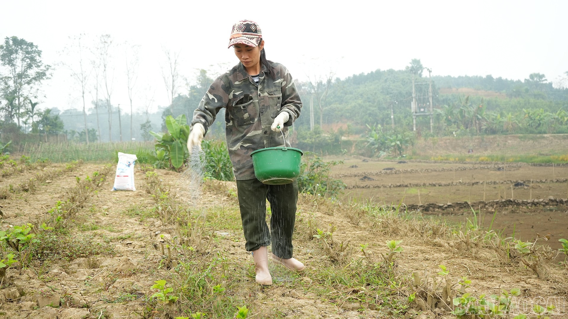 Thời gian này, người trồng dâu nuôi tằm ở Trấn Yên đang tập trung chăm sóc cây dâu