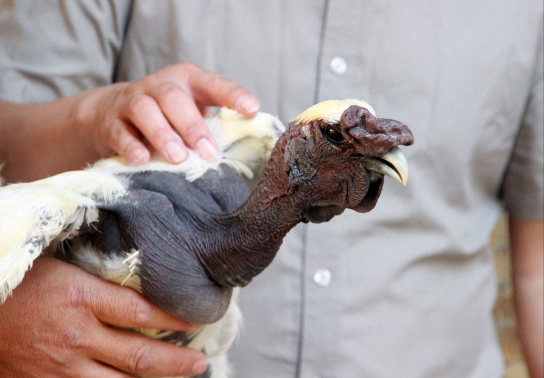 Giống gà Mông Cổ