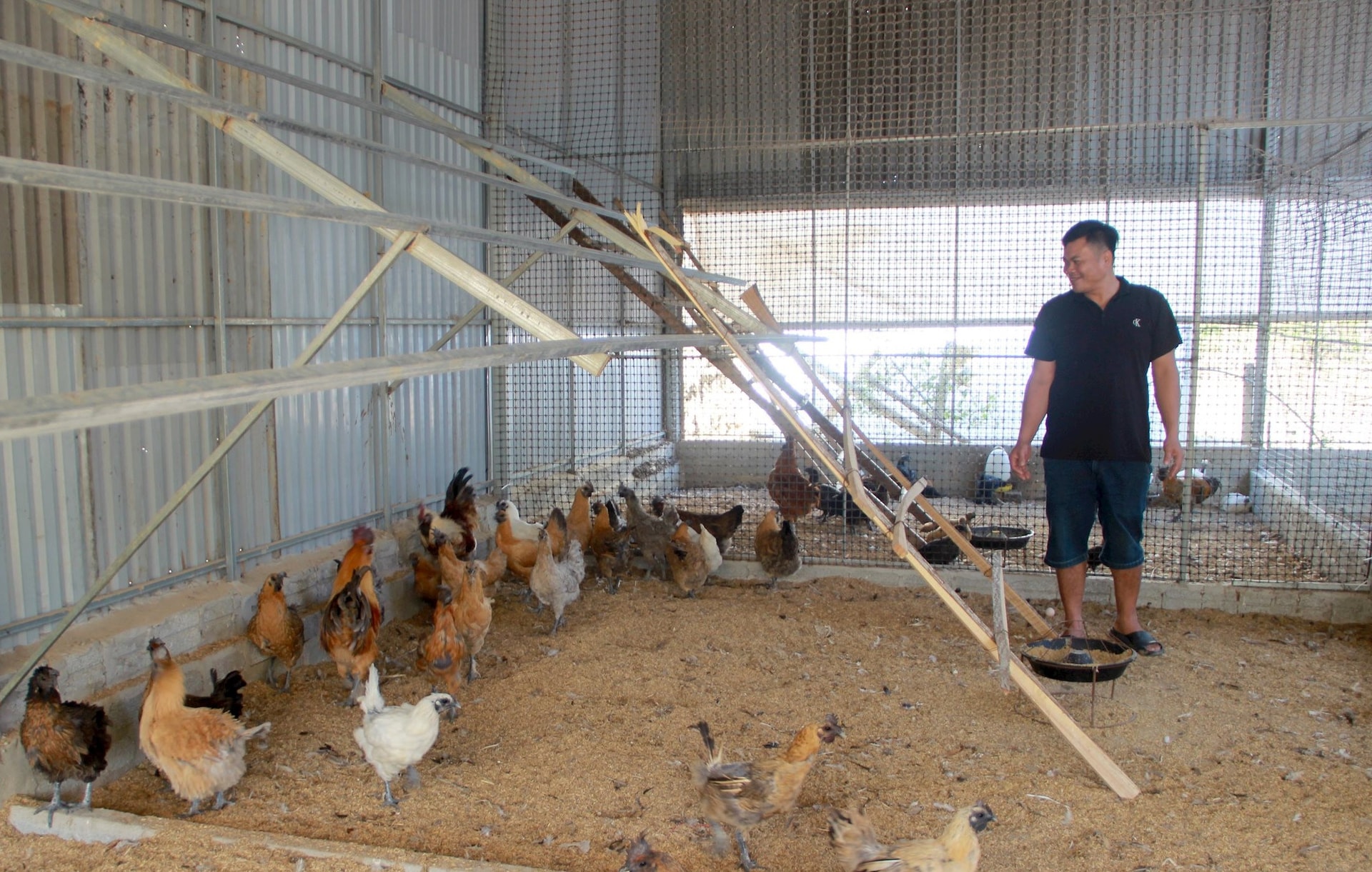 Khu nuôi gà nhà anh Trần Văn Quý