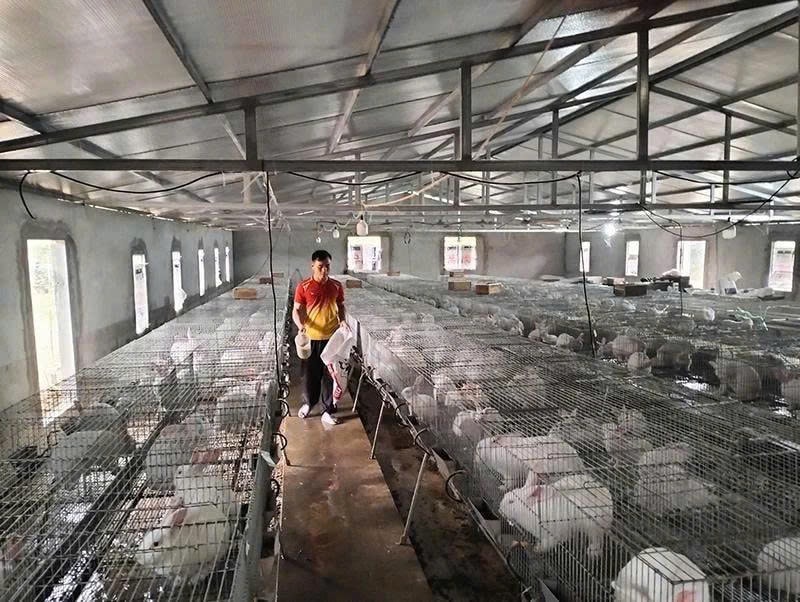 Khu vực nuôi thỏ nhà anh Điệp