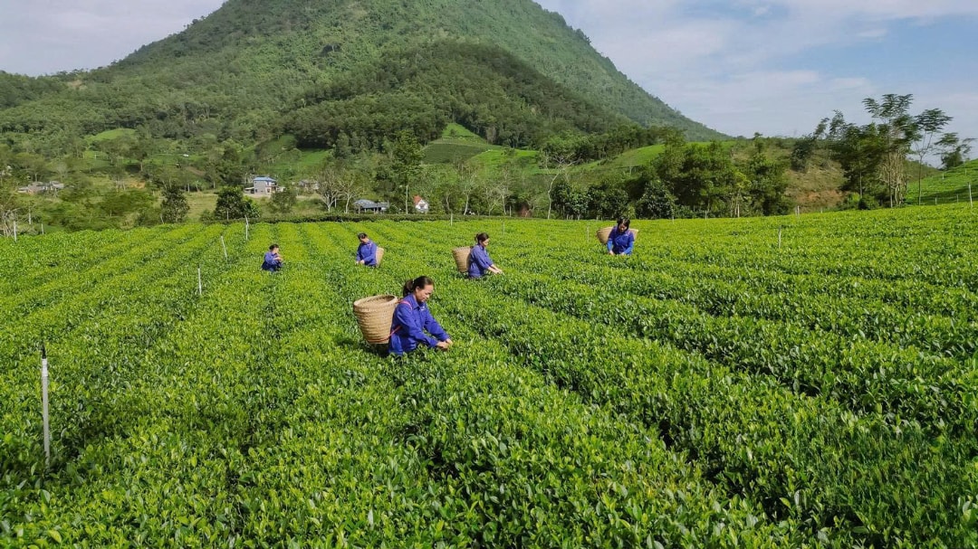 Chè là đặc sản nổi tiếng, làm nên thương hiệu của địa phương