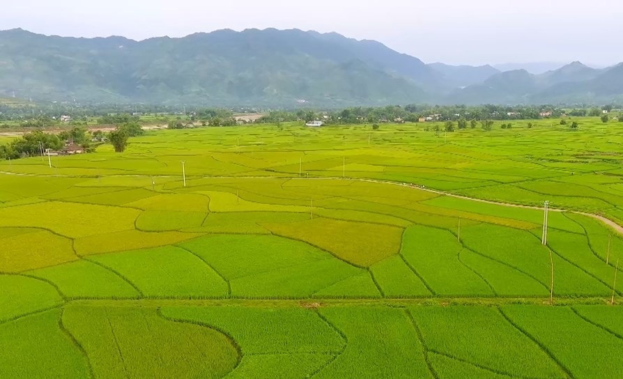 Cánh đồng lúa rộng lớn ở Liên Sơn
