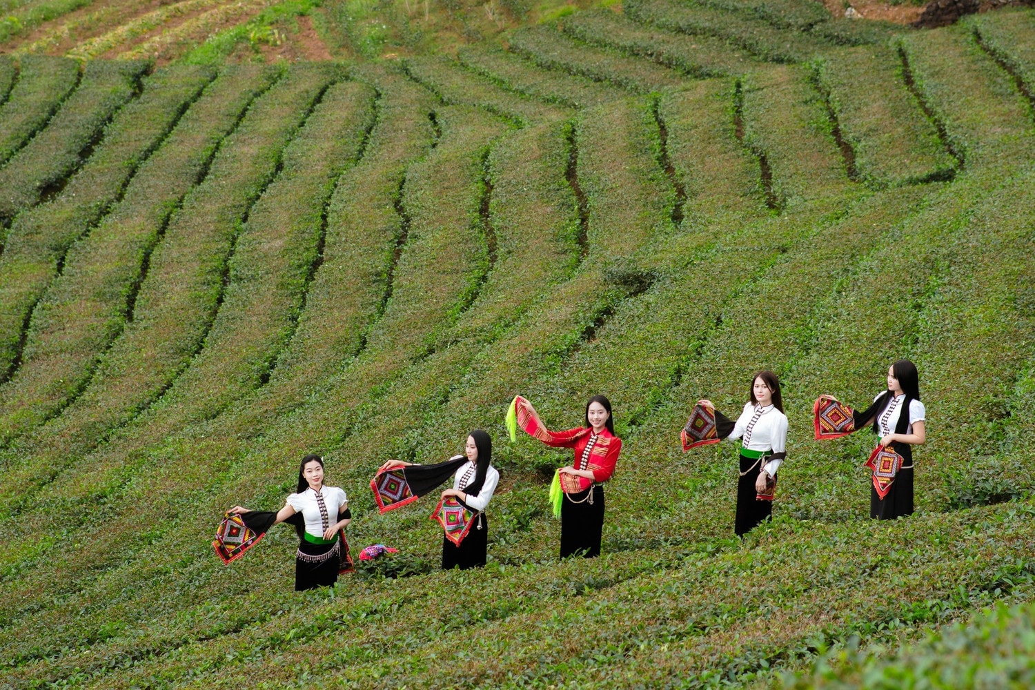 Chè là sản phẩm đặc trưng của vùng đất Liên Sơn