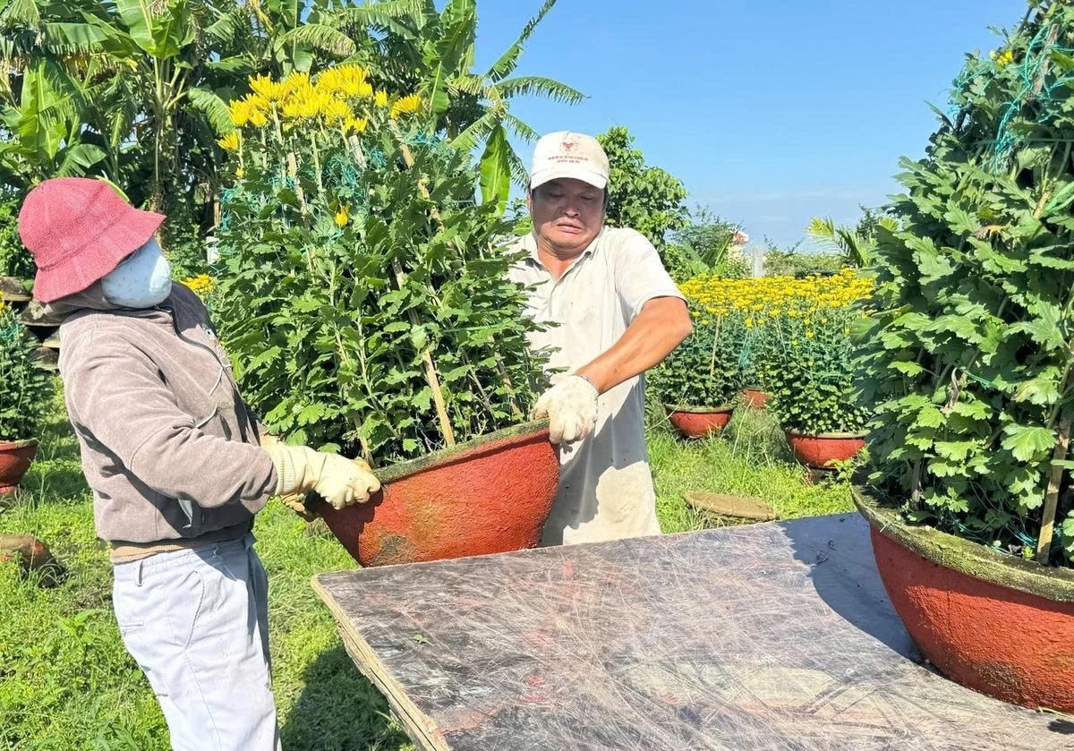 Làng hoa Nghĩa Hiệp rộn ràng những ngày bán buôn