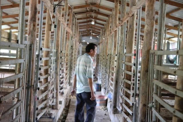 Trang trại nuôi hươu của ông Thảo