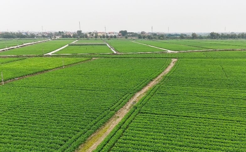 Cánh đồng cà rốt tại xã Tuệ Tĩnh