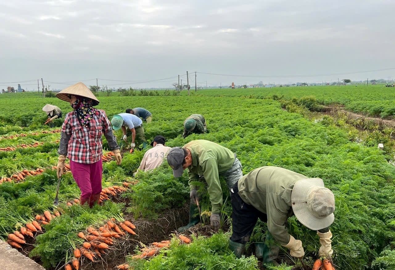 Người nông dân thu hoạch cà rốt