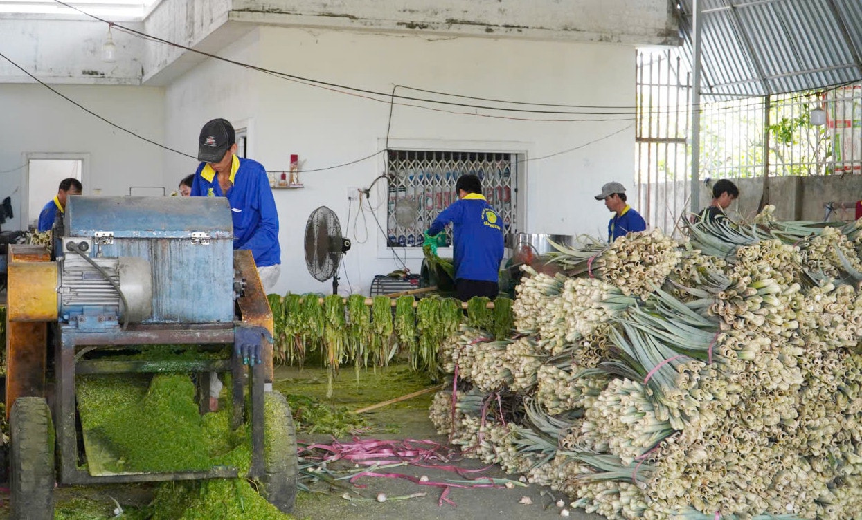 Các thành viên trong HTX đang sơ chế lá khóm