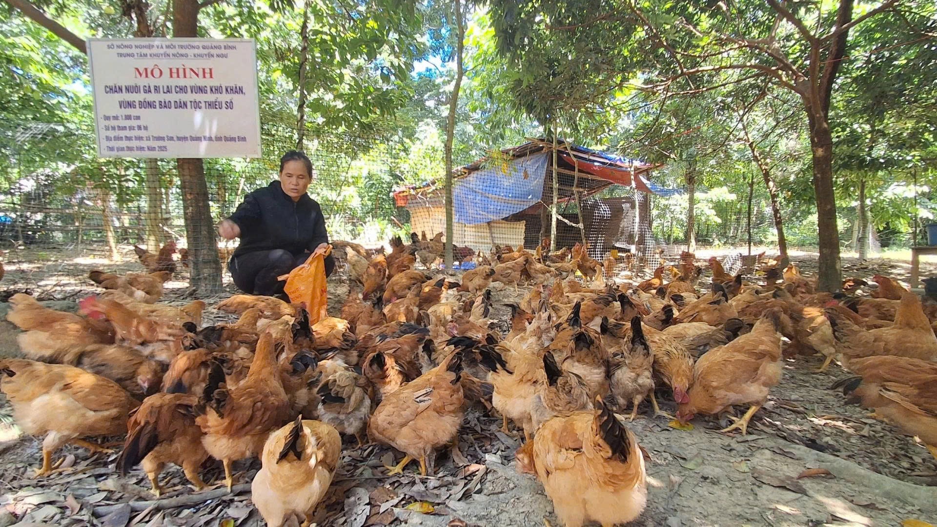 Trang trại nuôi gà của bà Hồ Thị Đan