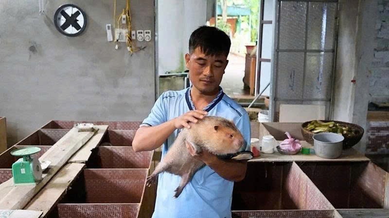 Anh Tú và dúi nhà nuôi