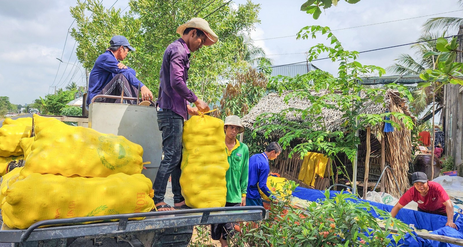Nông dân xã Vĩnh Bình vận chuyển dưa lê về nhà chuẩn bị bán