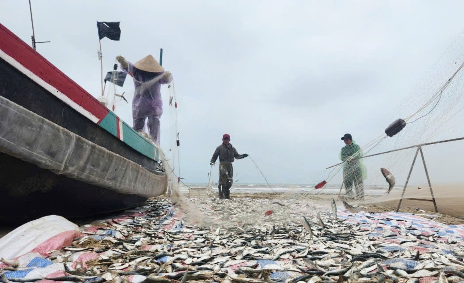 Nhiều ngư dân đang gỡ cá trích khỏi lưới đánh bắt