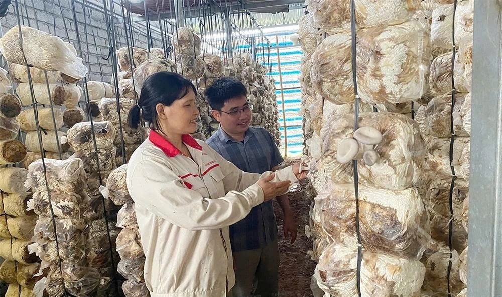 Chị Loan giới thiệu về mô hình trồng nấm