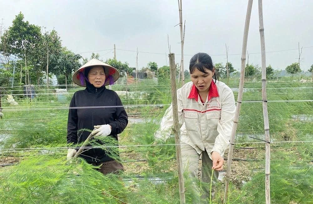 Khu vườn trồng măng tây nhà chị Loan