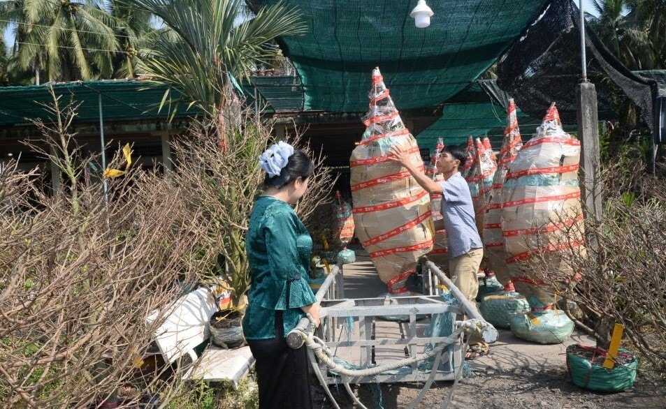 Mai được đang được đóng gói để vận chuyển