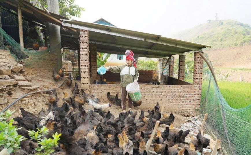 Nông dân xã Long Hẹ đang chăm sóc gà đen