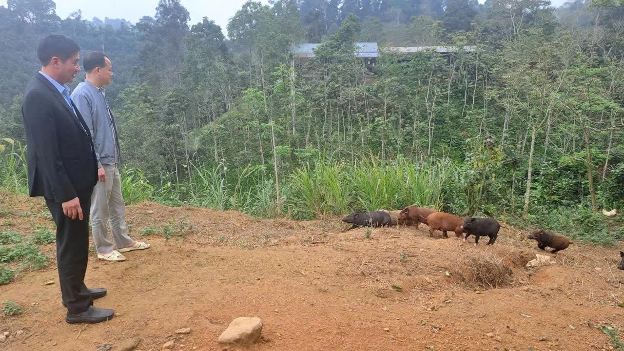 Lợn rừng được chăn thả tự nhiên
