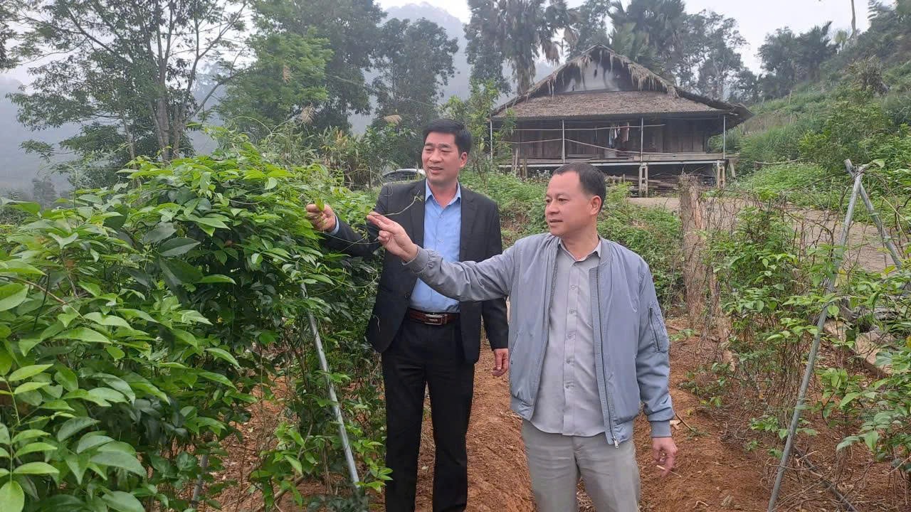 Trồng thêm dược liệu giúp anh Phúc gia tăng nguồn thu nhập