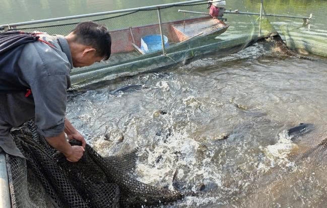Mô hình nuôi cá lồng đang mang lại thu nhập tốt cho nông dân