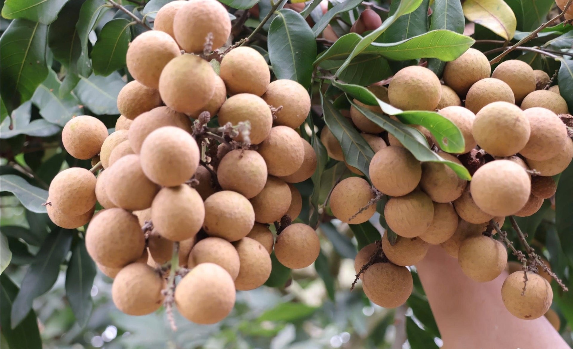 Trái nhãn to tròn, căng mọng, mang lại thu nhập tốt cho nông dân