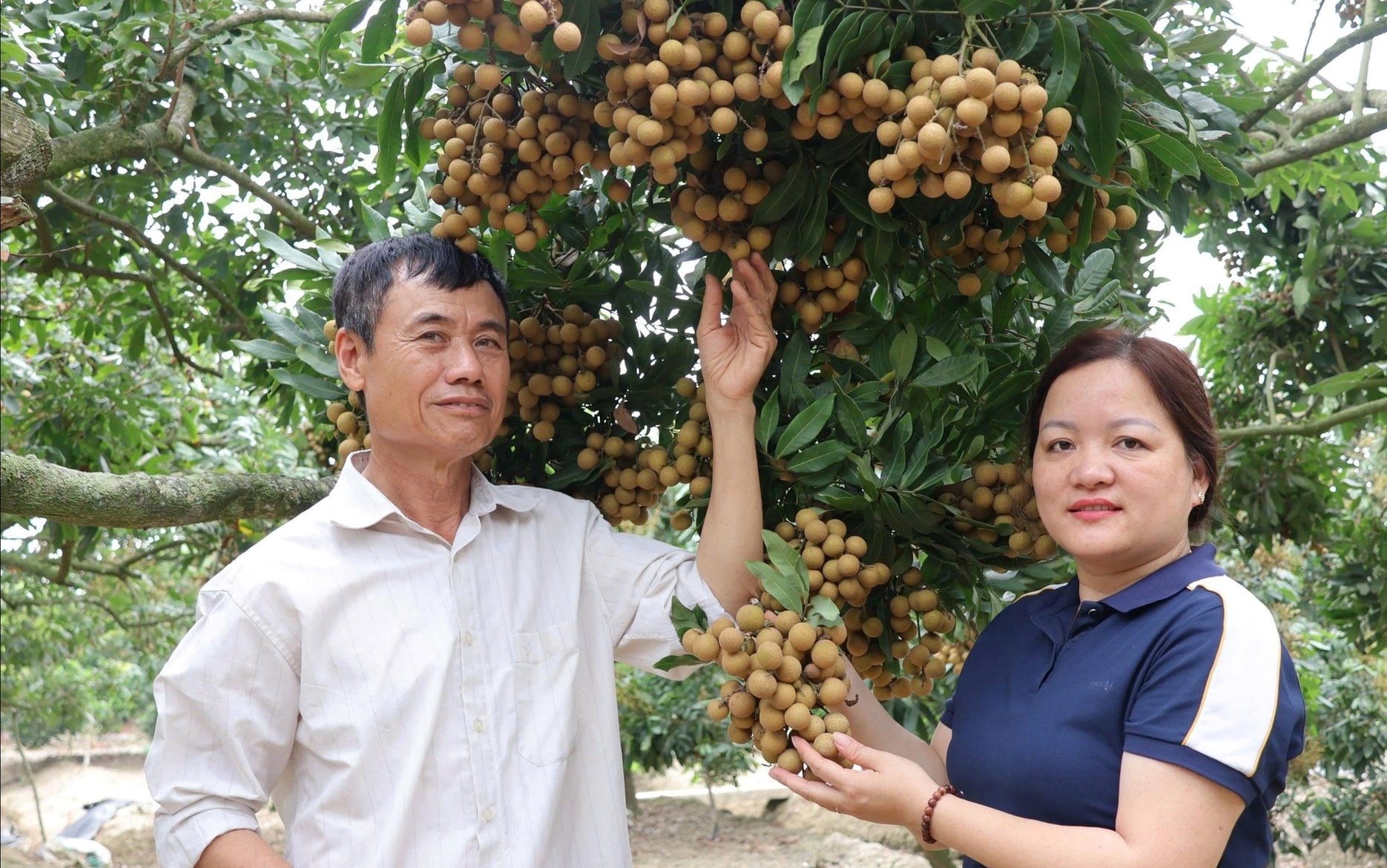 Vườn nhãn nhà ông Đượng đã bắt đầu cho trái
