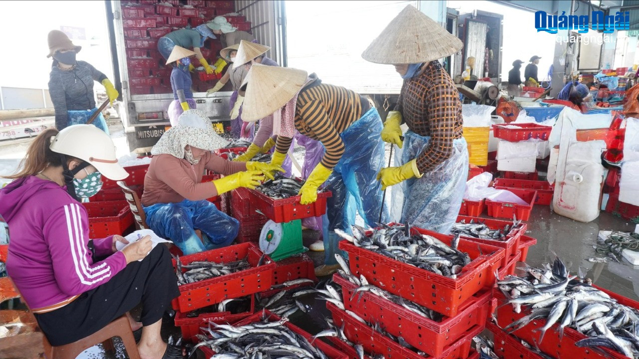 C&ocirc;ng ty TNHH Thủy sản Ph&uacute; Thọ thu mua c&aacute; chuồn