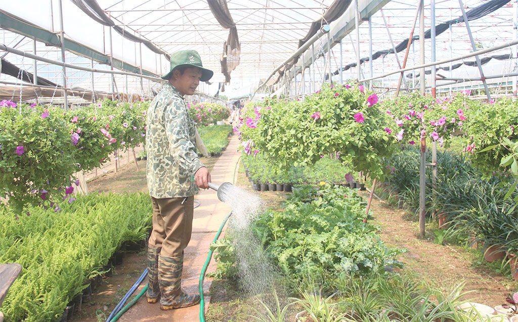 Mô hình trồng hoa, cây cảnh của nông dân xã Phụng Công