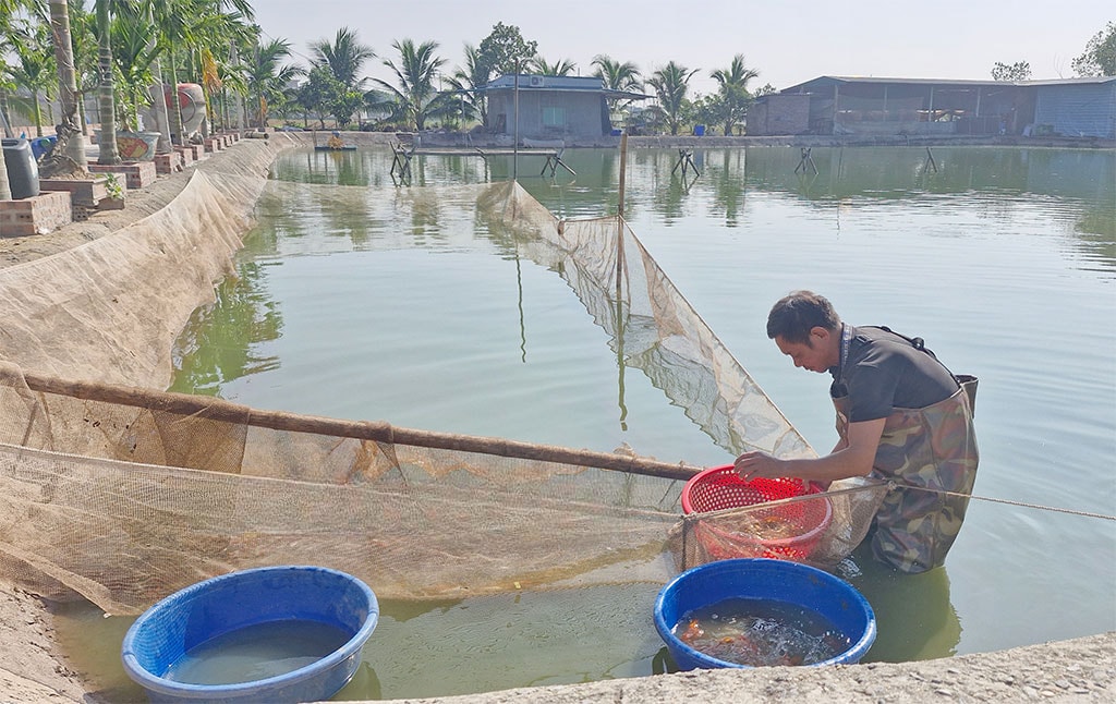 Ông Thuật và ao nuôi cá nhà mình