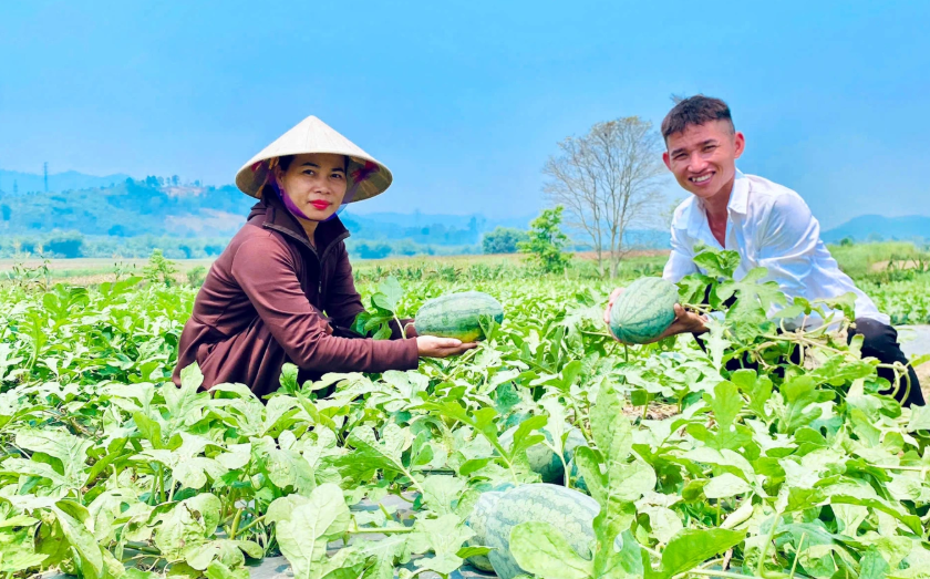 Chị Hoài đang đi thăm mô hình trồng dưa của nông dân