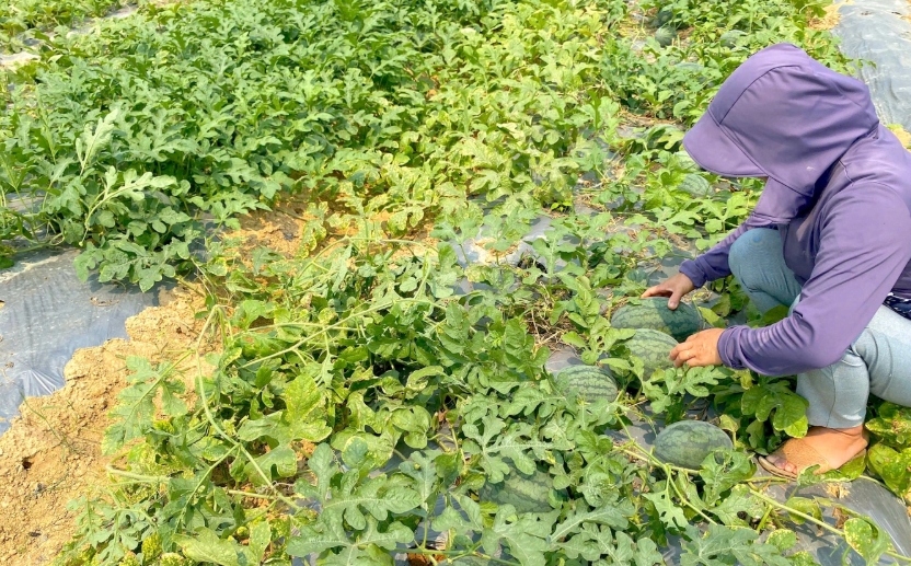 Dưa hấu có thời gian thu hoạch ngắn, đặc biệt trái dưa tại Bãi Sở có chất lượng tốt nên bán đắt hàng