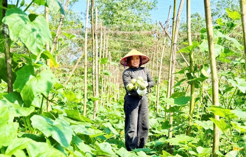 Nhiều giống cây mới được nông dân lựa chọn trồng