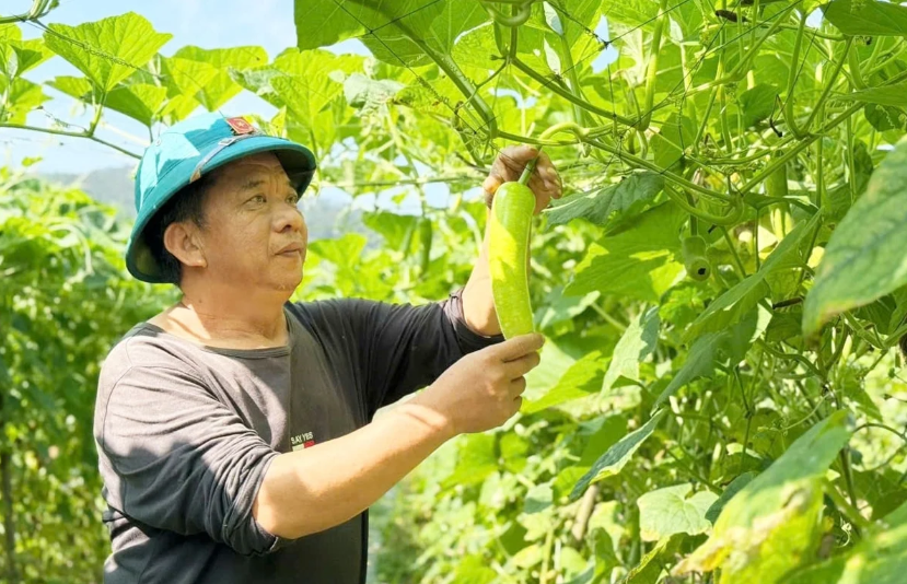 Nông dân Hà Tĩnh trồng bầu