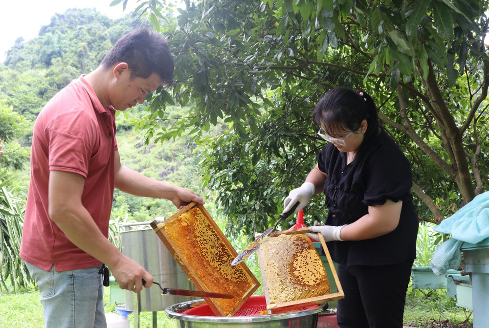 Nông dân nuôi ong lấy mật