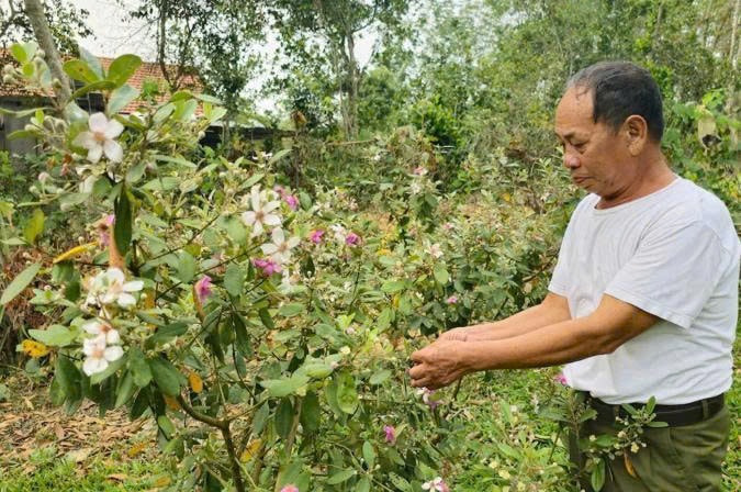 Bố anh Bình cũng phụ giúp trong việc nuôi trồng cây sim