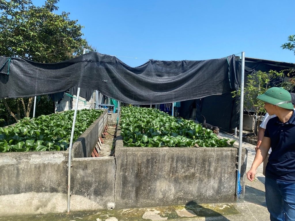 Một số bể lươn sẽ phủ cây lục bình ở trên