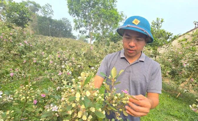 Người nông dân trẻ chọn về quê làm giàu