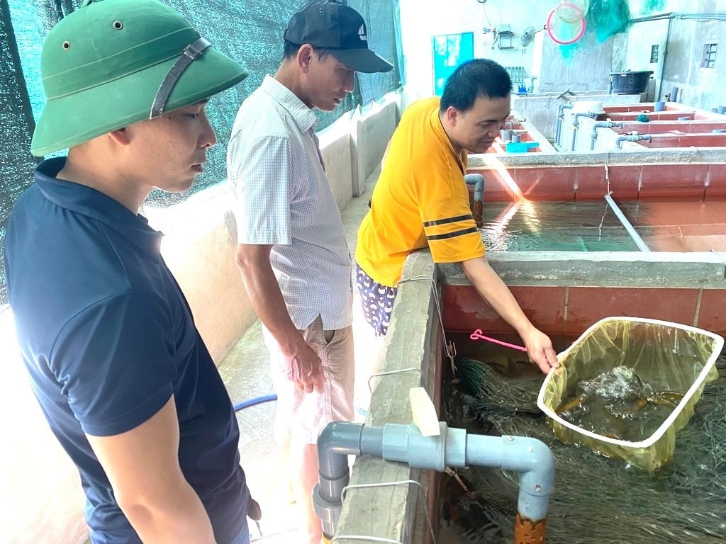 Nông dân đang kiểm tra lươn