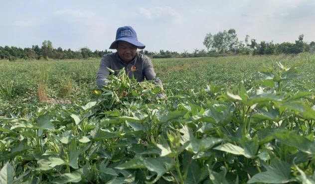Nông dân trồng khoai tím 1