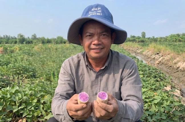 Nông dân trồng khoai tím