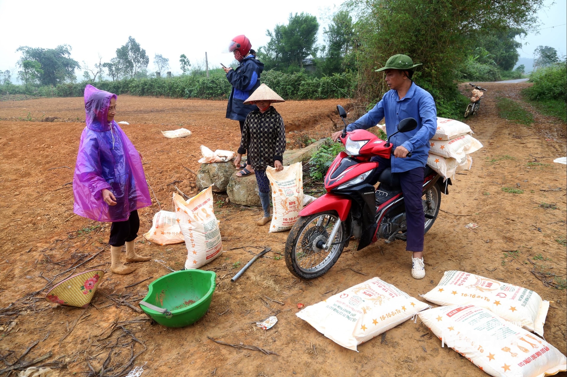 Nông dân đang chuẩn bị bón phân cho đất trồng dứa