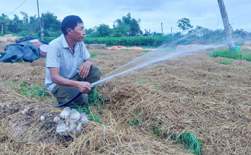 Nông dân đang tưới nước, giữ độ ẩm để nấm phát triển