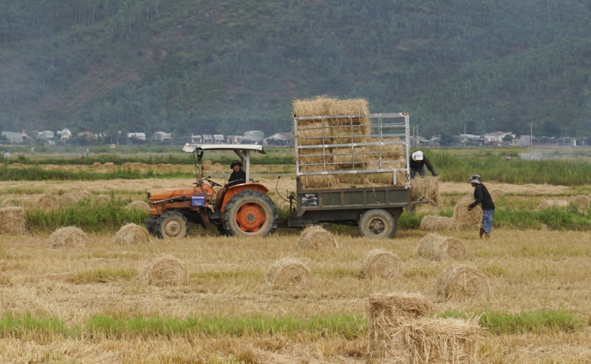 Nông dân Gia Lai đang thu hoạch rơm